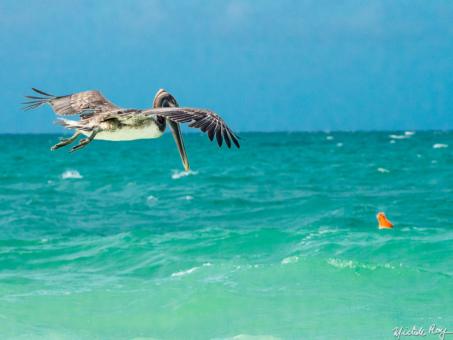 Pélican au décolage / Pelican take off
