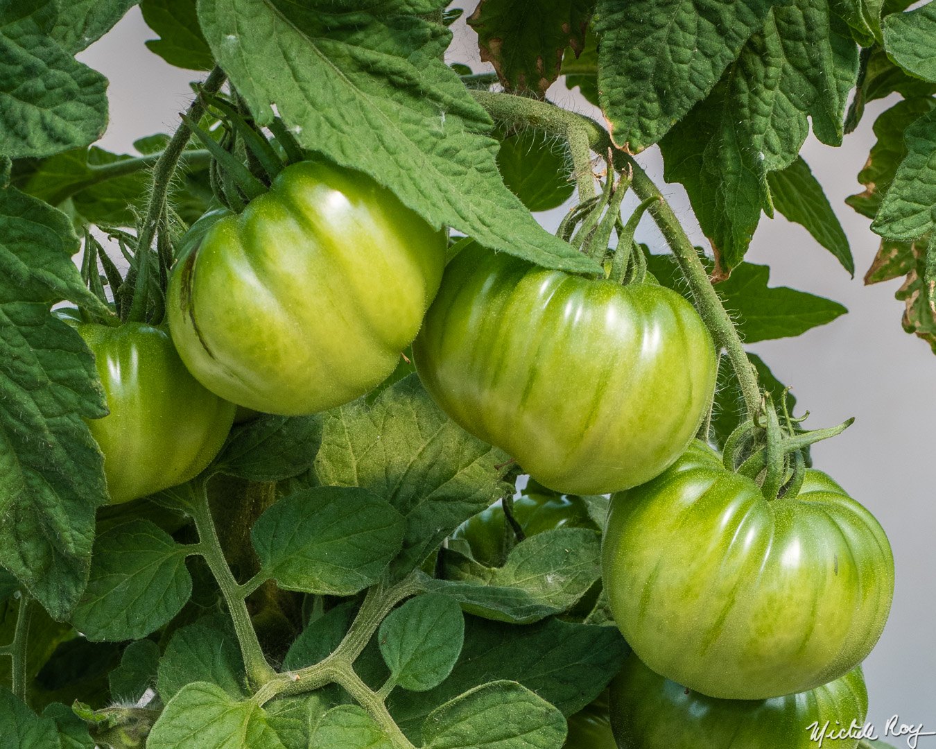 Tomates / Tomatoes