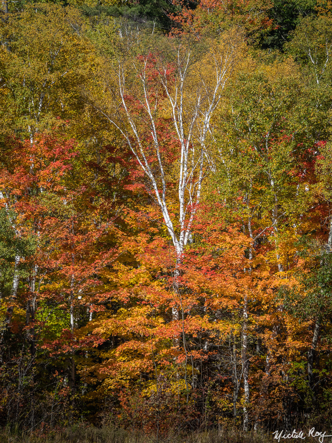 Couleurs d’automne (5) / Fall colors (5)