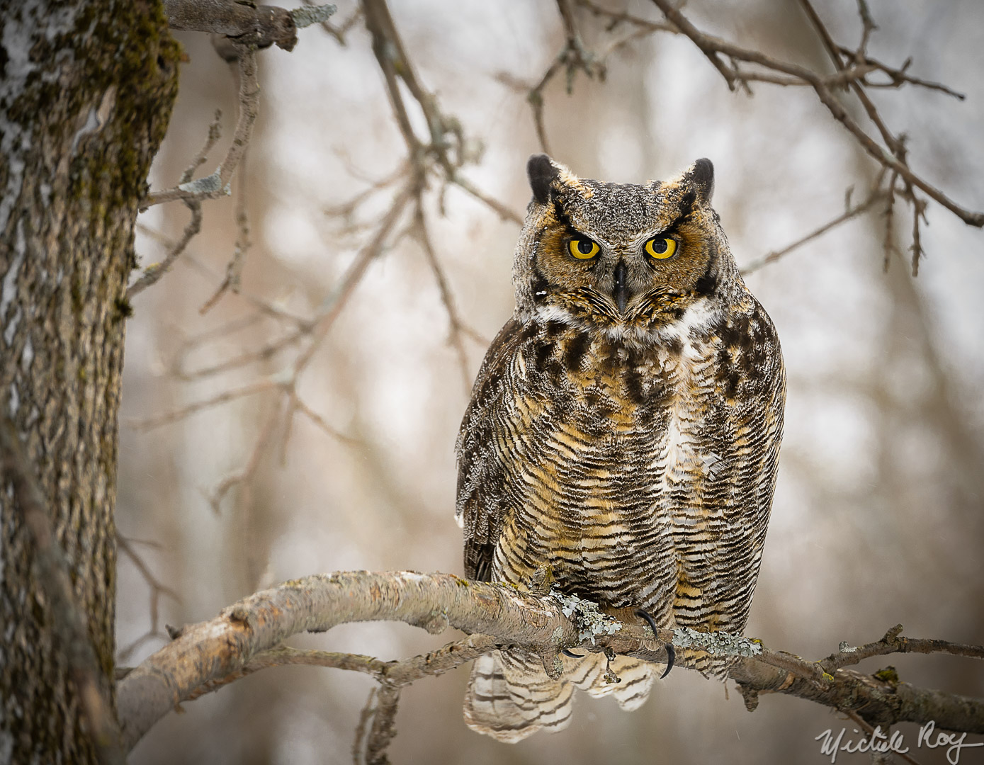 Le grand duc d’Amérique / The great horned owl