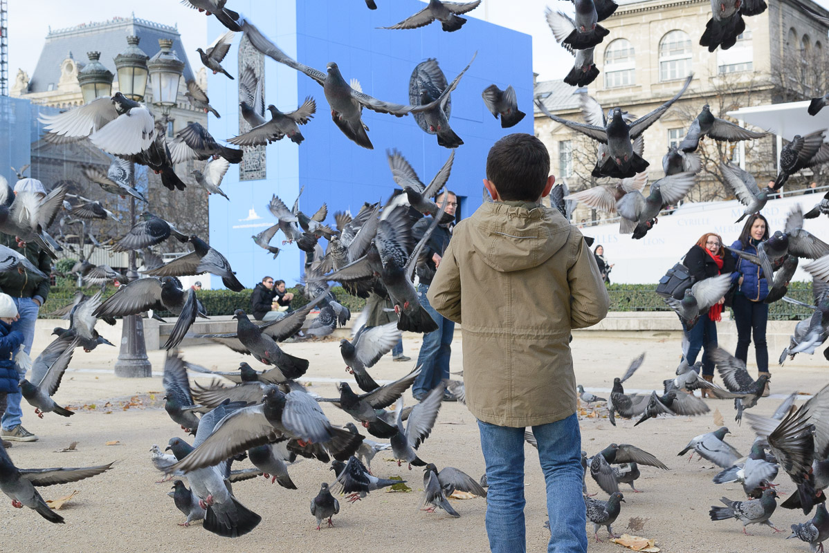 Près de Notre-Dame de Paris, des dizaines de pigeons s'en donnaient à coeur joie pour récupérer de la nourriture.