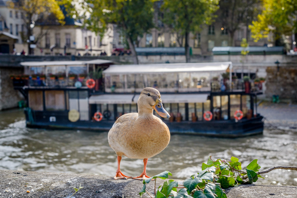 Un canard sympathique rencontré près de la Seine!