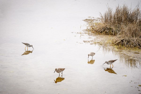 Bécasseaux en train de se nourrir dans un marais de Bayside Drive (Maryland).