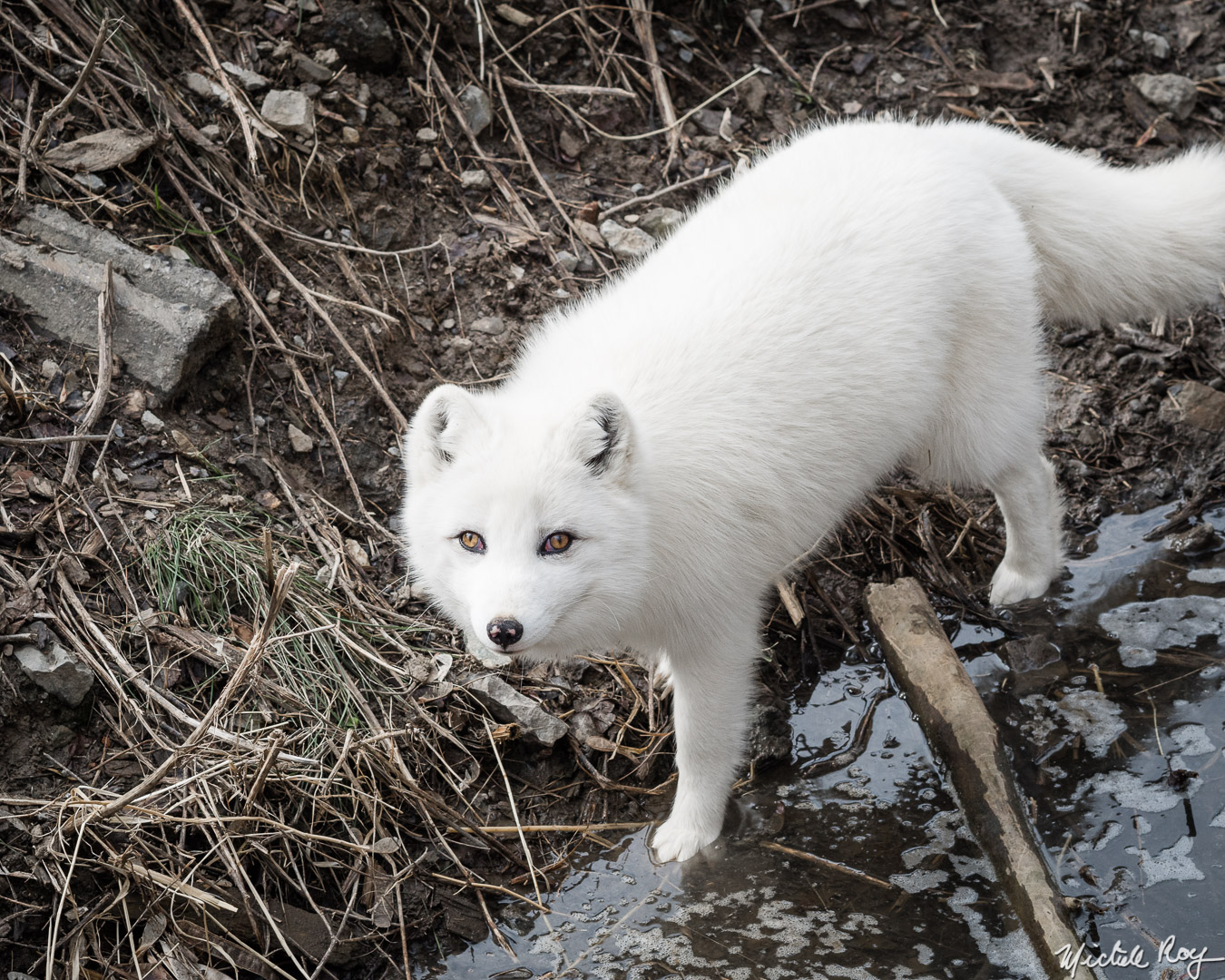 Renard arctic / Arctic fox
