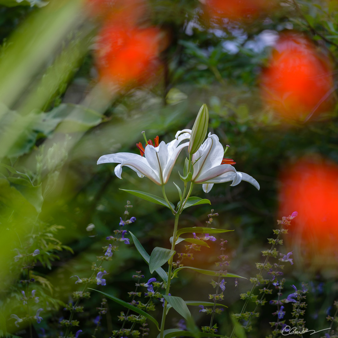 Le dernier lys blanc / The last white lily
