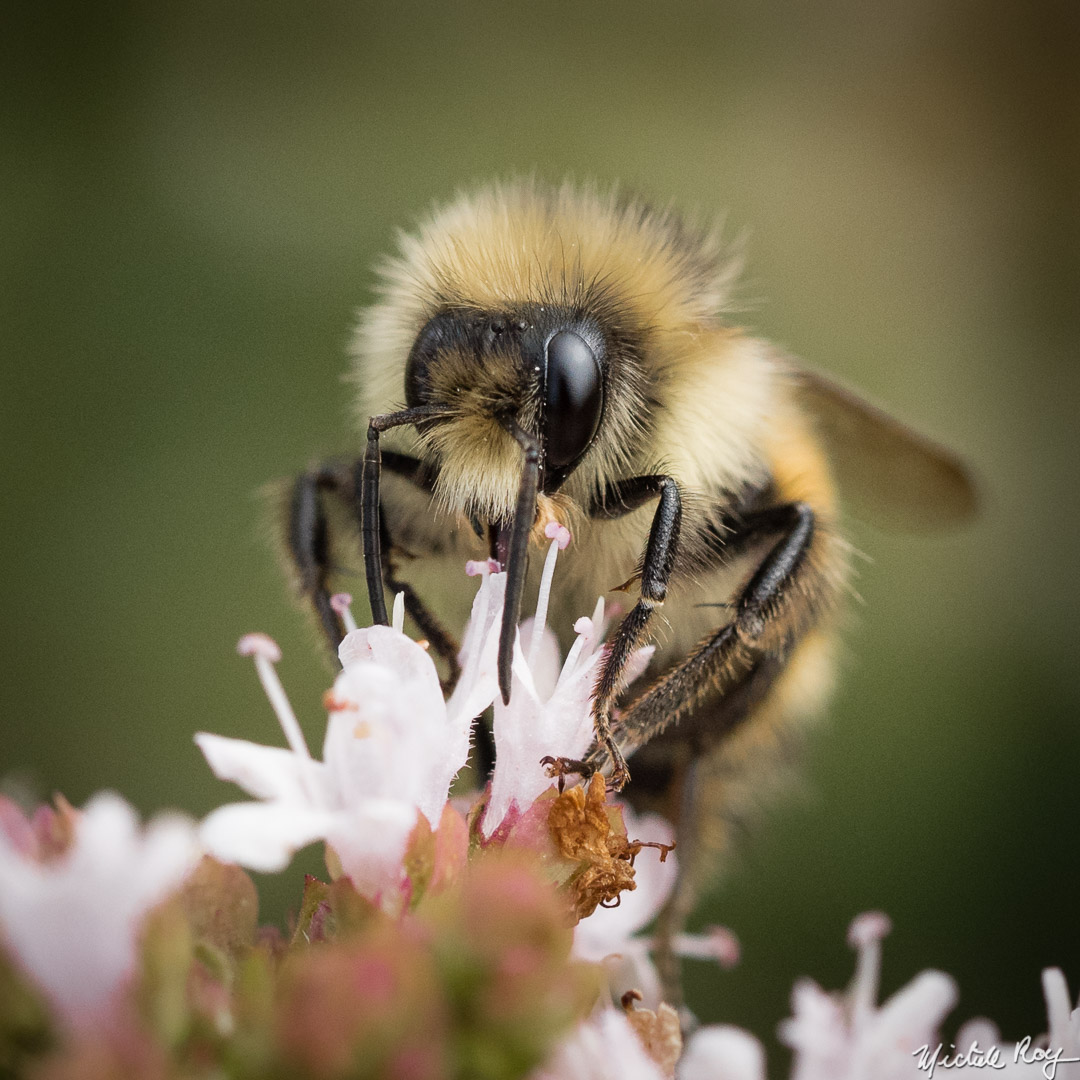Pollinisateur / Pollinator